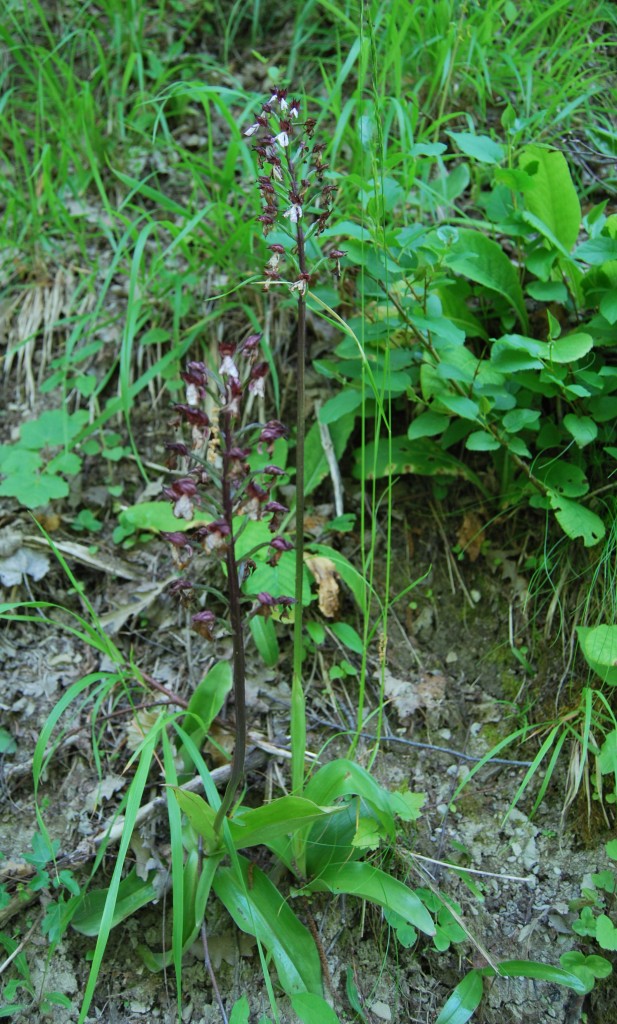 Orchis purpurea  sfiorita